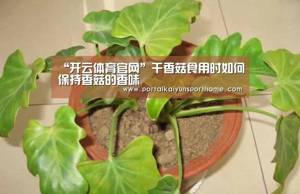 “开云体育官网”干香菇食用时如何保持香菇的香味(图1) 开云官网